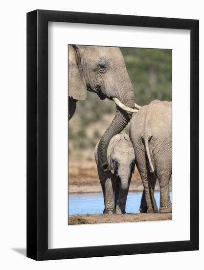 African Elephant (Loxodonta Africana) Mother and Baby at Hapoor Waterhole-Ann and Steve Toon-Framed Photographic Print