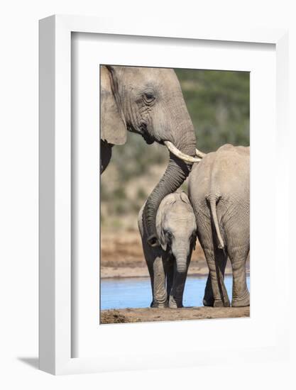 African Elephant (Loxodonta Africana) Mother and Baby at Hapoor Waterhole-Ann and Steve Toon-Framed Photographic Print