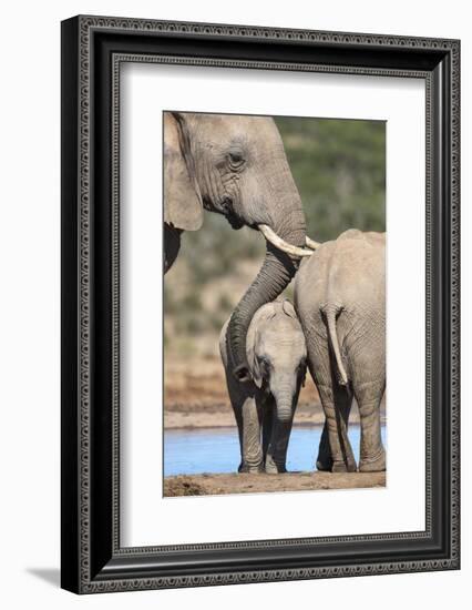 African Elephant (Loxodonta Africana) Mother and Baby at Hapoor Waterhole-Ann and Steve Toon-Framed Photographic Print