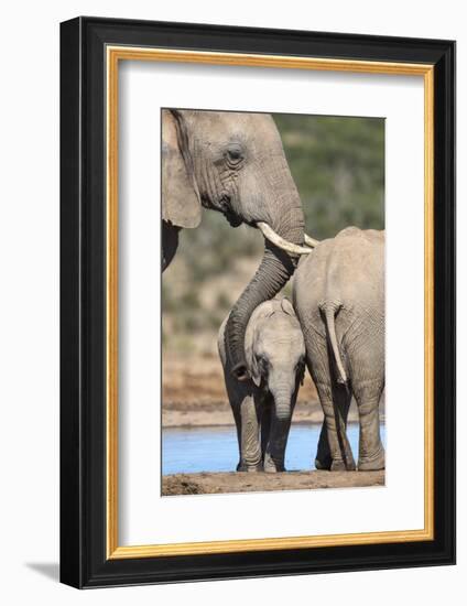 African Elephant (Loxodonta Africana) Mother and Baby at Hapoor Waterhole-Ann and Steve Toon-Framed Photographic Print