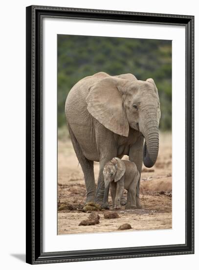 African Elephant (Loxodonta Africana) Mother and Baby-James Hager-Framed Photographic Print