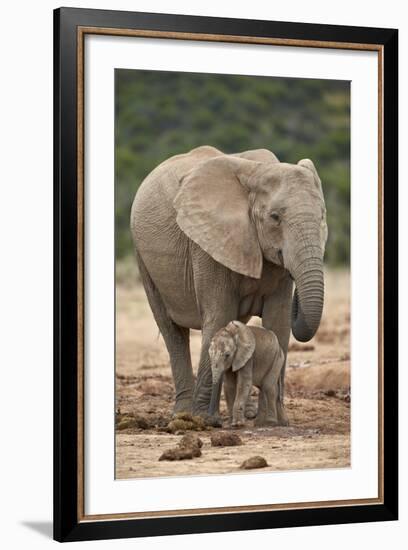 African Elephant (Loxodonta Africana) Mother and Baby-James Hager-Framed Photographic Print