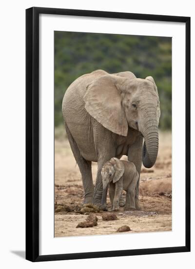 African Elephant (Loxodonta Africana) Mother and Baby-James Hager-Framed Photographic Print