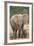 African Elephant (Loxodonta Africana) Mother and Baby-James Hager-Framed Photographic Print