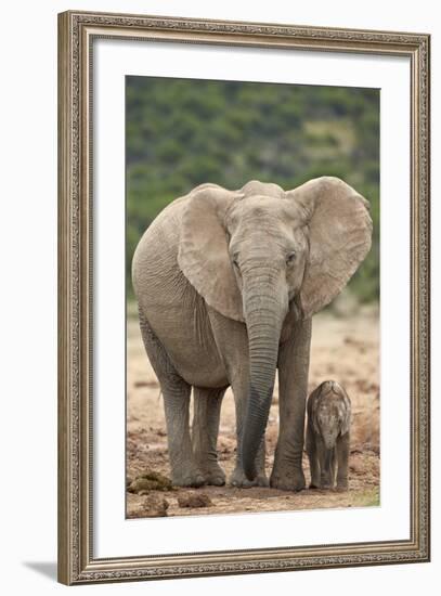 African Elephant (Loxodonta Africana) Mother and Baby-James Hager-Framed Photographic Print