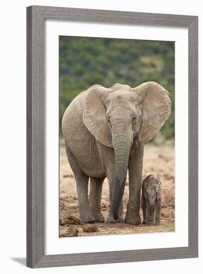 African Elephant (Loxodonta Africana) Mother and Baby-James Hager-Framed Photographic Print