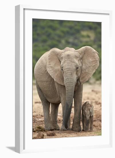 African Elephant (Loxodonta Africana) Mother and Baby-James Hager-Framed Photographic Print