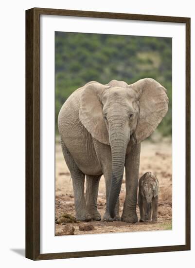 African Elephant (Loxodonta Africana) Mother and Baby-James Hager-Framed Photographic Print