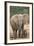 African Elephant (Loxodonta Africana) Mother and Baby-James Hager-Framed Photographic Print