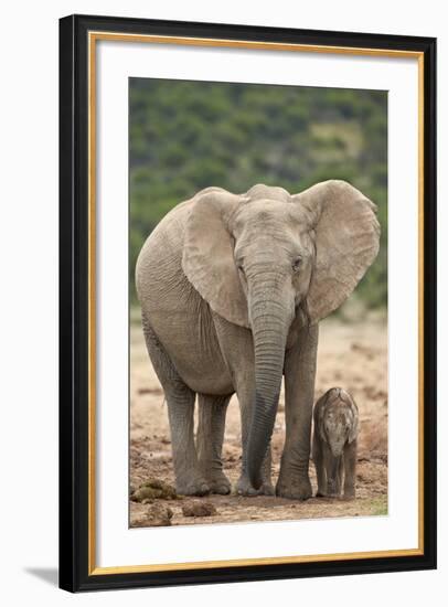 African Elephant (Loxodonta Africana) Mother and Baby-James Hager-Framed Photographic Print