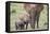 African Elephant (Loxodonta africana) mother and two young, Addo Elephant National Park, South Afri-James Hager-Framed Premier Image Canvas