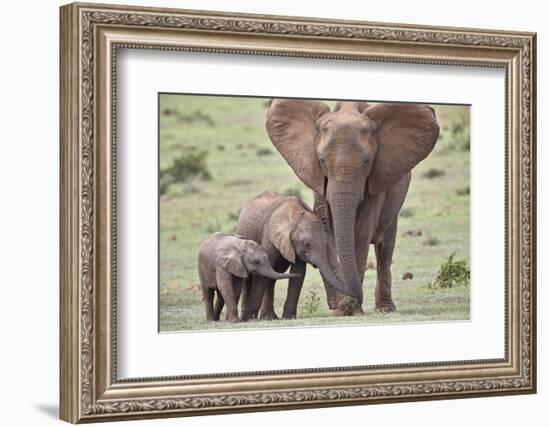 African Elephant (Loxodonta africana) mother and two young, Addo Elephant National Park, South Afri-James Hager-Framed Photographic Print