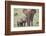 African Elephant (Loxodonta africana) mother and two young, Addo Elephant National Park, South Afri-James Hager-Framed Photographic Print