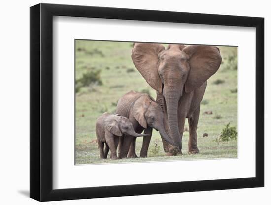 African Elephant (Loxodonta africana) mother and two young, Addo Elephant National Park, South Afri-James Hager-Framed Photographic Print