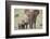 African Elephant (Loxodonta africana) mother and two young, Addo Elephant National Park, South Afri-James Hager-Framed Photographic Print