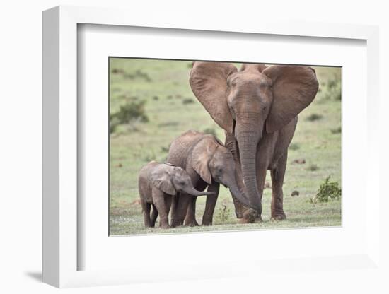 African Elephant (Loxodonta africana) mother and two young, Addo Elephant National Park, South Afri-James Hager-Framed Photographic Print