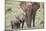 African Elephant (Loxodonta africana) mother and two young, Addo Elephant National Park, South Afri-James Hager-Mounted Photographic Print