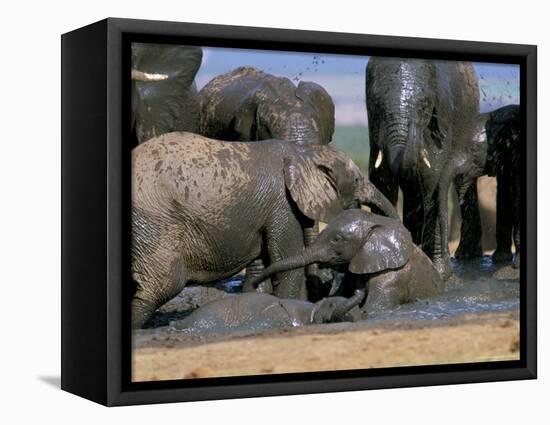 African Elephant (Loxodonta Africana) Mudbathing, Addo National Park, South Africa, Africa-Steve & Ann Toon-Framed Premier Image Canvas