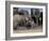 African Elephant (Loxodonta Africana) Mudbathing, Addo National Park, South Africa, Africa-Steve & Ann Toon-Framed Photographic Print