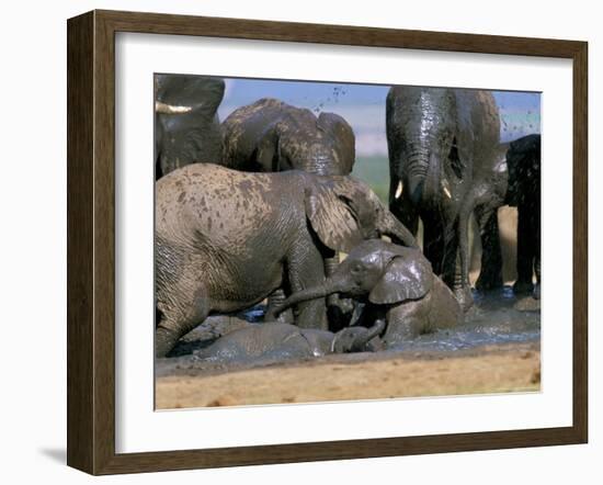 African Elephant (Loxodonta Africana) Mudbathing, Addo National Park, South Africa, Africa-Steve & Ann Toon-Framed Photographic Print