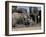 African Elephant (Loxodonta Africana) Mudbathing, Addo National Park, South Africa, Africa-Steve & Ann Toon-Framed Photographic Print