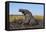 African elephant (Loxodonta africana) mudbathing, Chobe River, Botswana, Africa-Ann and Steve Toon-Framed Premier Image Canvas