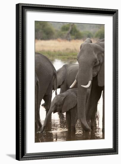 African Elephant (Loxodonta Africana), Okavango Delta, Botswana, Africa-Sergio Pitamitz-Framed Photographic Print