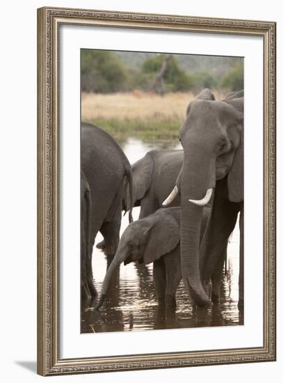 African Elephant (Loxodonta Africana), Okavango Delta, Botswana, Africa-Sergio Pitamitz-Framed Photographic Print