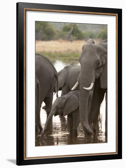 African Elephant (Loxodonta Africana), Okavango Delta, Botswana, Africa-Sergio Pitamitz-Framed Photographic Print