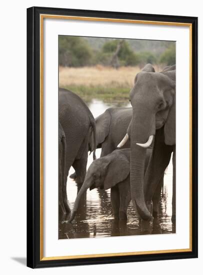 African Elephant (Loxodonta Africana), Okavango Delta, Botswana, Africa-Sergio Pitamitz-Framed Photographic Print