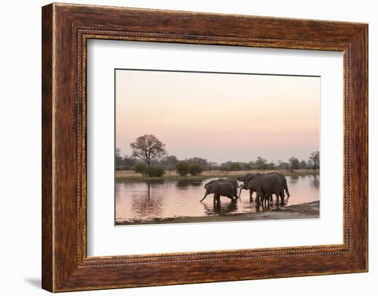 African Elephant (Loxodonta Africana), Okavango Delta, Botswana, Africa-Sergio Pitamitz-Framed Photographic Print