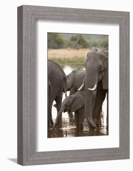 African Elephant (Loxodonta Africana), Okavango Delta, Botswana, Africa-Sergio Pitamitz-Framed Photographic Print