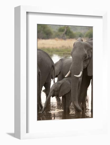 African Elephant (Loxodonta Africana), Okavango Delta, Botswana, Africa-Sergio Pitamitz-Framed Photographic Print