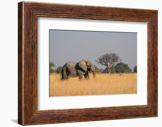 African elephant (Loxodonta africana), Okavango Delta, Botswana, Africa-Sergio Pitamitz-Framed Photographic Print