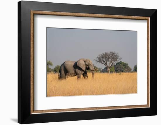 African elephant (Loxodonta africana), Okavango Delta, Botswana, Africa-Sergio Pitamitz-Framed Photographic Print