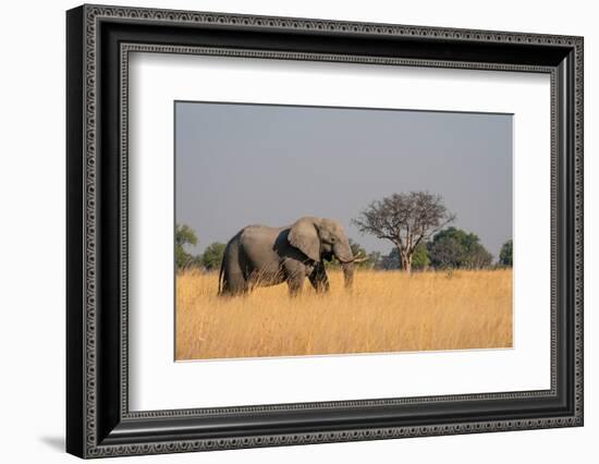 African elephant (Loxodonta africana), Okavango Delta, Botswana, Africa-Sergio Pitamitz-Framed Photographic Print