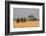 African elephant (Loxodonta africana), Okavango Delta, Botswana, Africa-Sergio Pitamitz-Framed Photographic Print