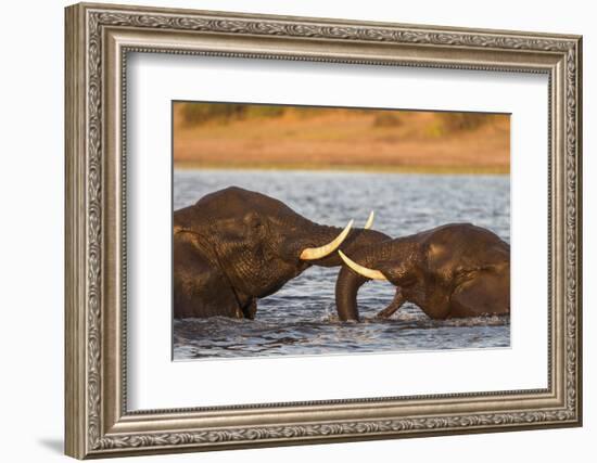 African elephant (Loxodonta africana) playfighting, Chobe River, Botswana, Africa-Ann and Steve Toon-Framed Photographic Print