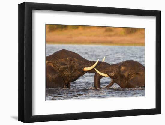 African elephant (Loxodonta africana) playfighting, Chobe River, Botswana, Africa-Ann and Steve Toon-Framed Photographic Print