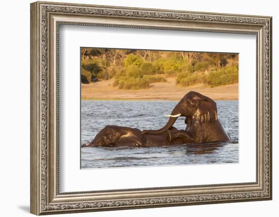 African elephant (Loxodonta africana) playing in river, Chobe River, Botswana, Africa-Ann and Steve Toon-Framed Photographic Print