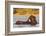 African elephant (Loxodonta africana) playing in river, Chobe River, Botswana, Africa-Ann and Steve Toon-Framed Photographic Print