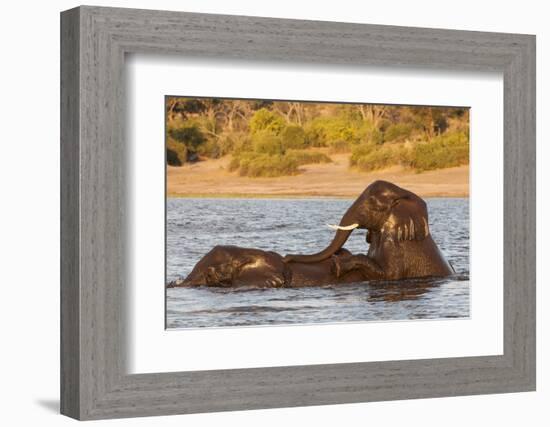 African elephant (Loxodonta africana) playing in river, Chobe River, Botswana, Africa-Ann and Steve Toon-Framed Photographic Print