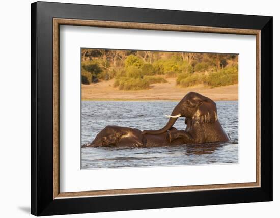 African elephant (Loxodonta africana) playing in river, Chobe River, Botswana, Africa-Ann and Steve Toon-Framed Photographic Print