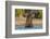 African elephant (Loxodonta africana) playing in river, Chobe River, Botswana, Africa-Ann and Steve Toon-Framed Photographic Print