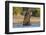 African elephant (Loxodonta africana) playing in river, Chobe River, Botswana, Africa-Ann and Steve Toon-Framed Photographic Print