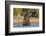 African elephant (Loxodonta africana) playing in river, Chobe River, Botswana, Africa-Ann and Steve Toon-Framed Photographic Print