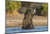 African elephant (Loxodonta africana) playing in river, Chobe River, Botswana, Africa-Ann and Steve Toon-Mounted Photographic Print