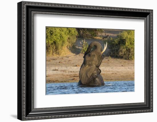 African elephant (Loxodonta africana) playing in river, Chobe River, Botswana, Africa-Ann and Steve Toon-Framed Photographic Print