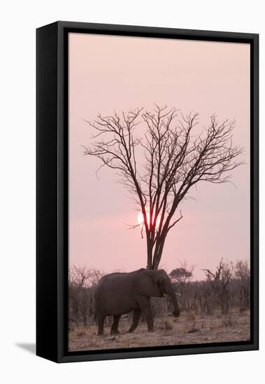 African Elephant (Loxodonta Africana), Savuti, Chobe National Park, Botswana, Africa-Sergio Pitamitz-Framed Premier Image Canvas
