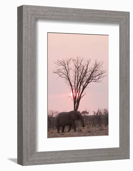 African Elephant (Loxodonta Africana), Savuti, Chobe National Park, Botswana, Africa-Sergio Pitamitz-Framed Photographic Print